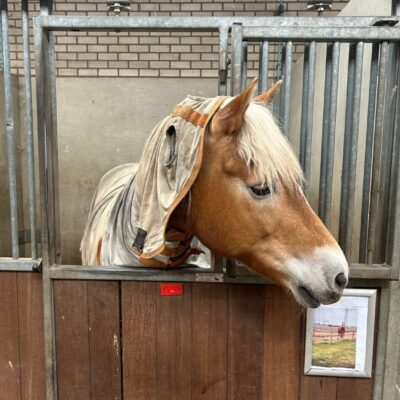 Willem